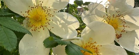 Стихи Белый Филин | Стихи 2025 | ВКонтакте