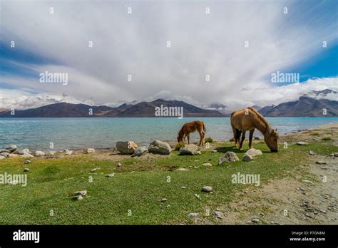 Pangong Lake, Ladakh Stock Photo - Alamy