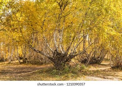 132 Krummholz Trees Images, Stock Photos & Vectors | Shutterstock