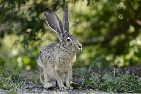 Taxonomía Del Conejo Origen Y Habilidades Conejitos