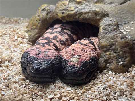 6669 best Breeding images on Pholder | Agam Tamam, Colony Cats and