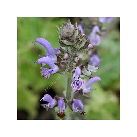 Salvia Indica X Moorcroftiana Plante Vivace En Ligne