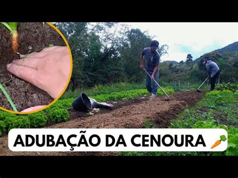 COMEÇAMOS o PLANTIO de CENOURA I A BETERRABA do desbaste NÃO deu CERTO