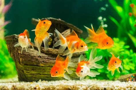 Das Goldfisch Aquarium Tipps für eine artgerechte Haltung