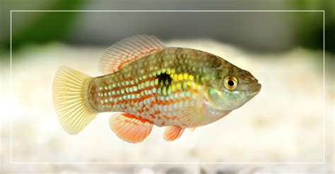 Flagfish - Habitat, Feeding, Breeding, Tank Size & Mates