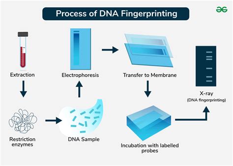 Steps Of Dna Fingerprinting And Application