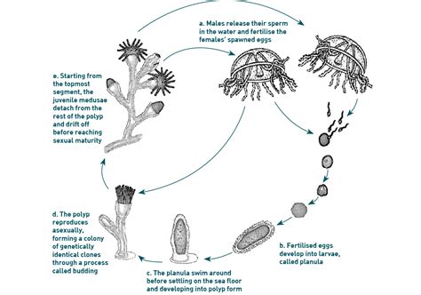 The Immortal Jellyfish: 7 Amazing Facts - Underwater360