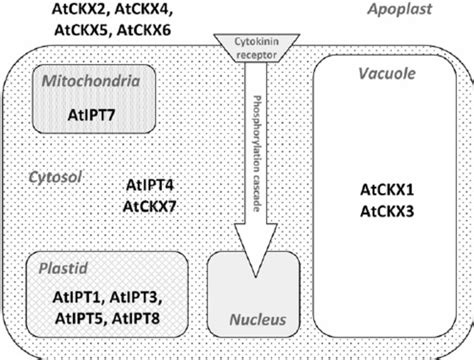 Cellular Distribution Of Cytokinin Biosynthetic And Degradation Enzymes