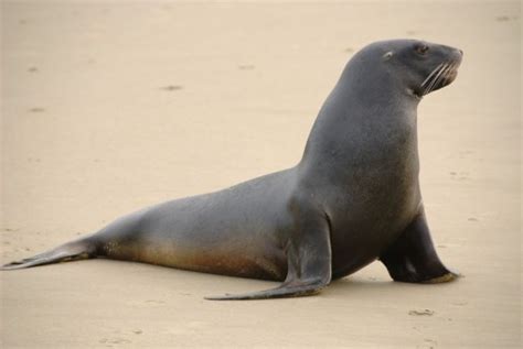 Lobo Marino Características Hábitat Qué Come