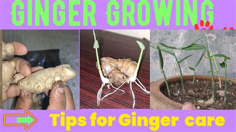 How To Grow Ginger In Containers And Get A Huge Harvest How To Grow