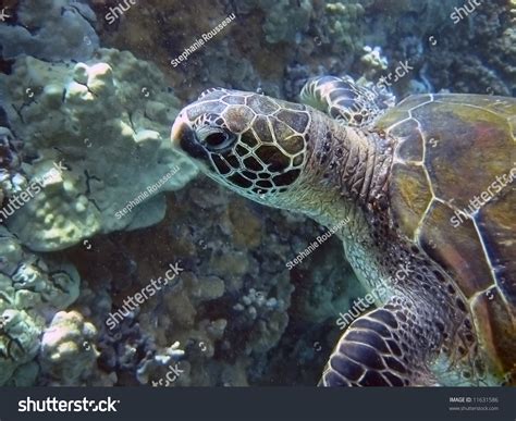 Green Sea Turtle On A Coral Reef Stock Photo 11631586 : Shutterstock