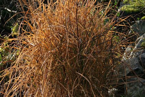 Miscanthus sinensis 'Flamingo' – Ballyrobert Gardens