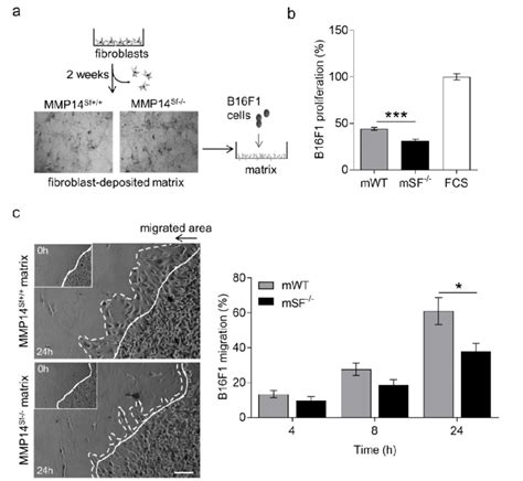 B F Cell Proliferation And Migration On Mmp Sf And Mmp Sf