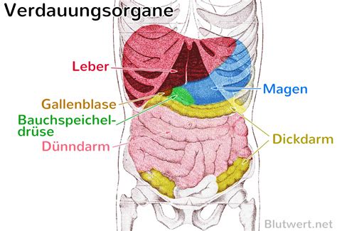 Leber Organ Aufbau Aufgaben Blutwerte