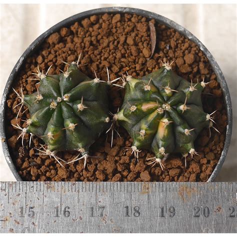 แคคตัส Gymnocalycium Sp ยิมโนคาไลเซียม Shopee Thailand