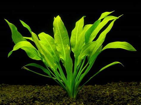 Эхинодорус амазонский (Echinodorus amazonicus) | АкваДомик