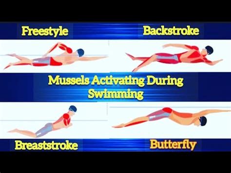 How Muscles Are Activated During Swimming 4 Strokes Swimming YouTube