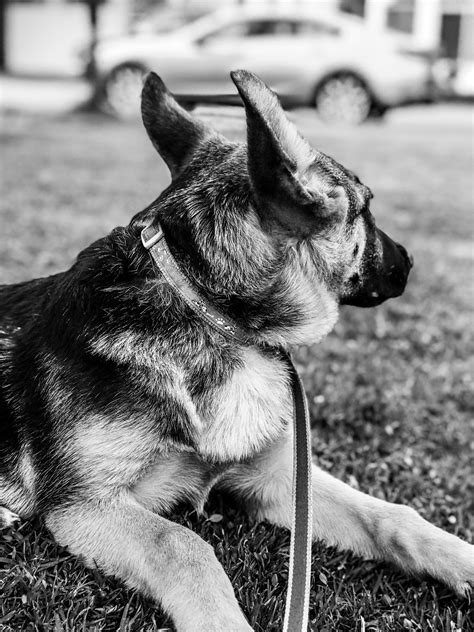 Grayscale Photo of Leashed Dog Looking Away · Free Stock Photo