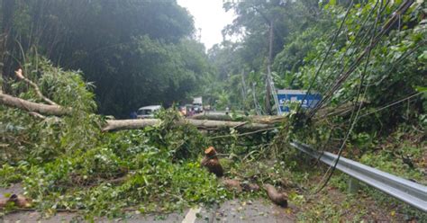 Temporal No Litoral Norte Derruba Mais De 20 árvores