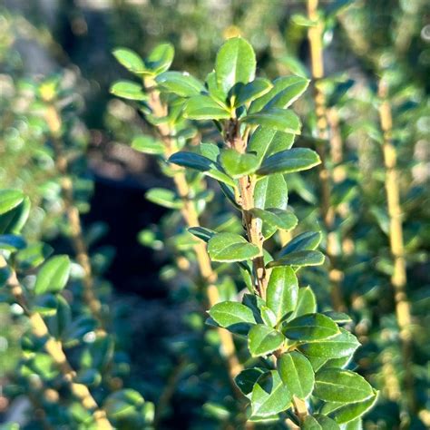 steeds upright japanese holly ilex crenata steeds gobuyplants