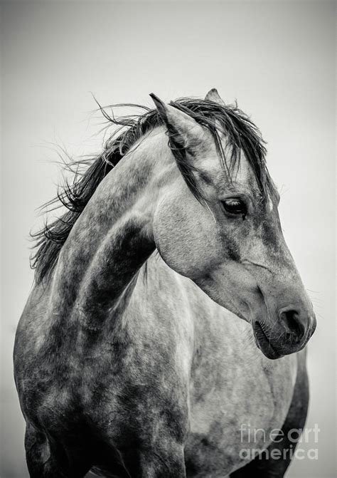 Arabian Horse Portrait In Black And White Photograph By Dimitar Hristov