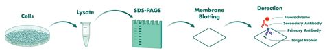 Elisa Western Blot Alpha Technology Reaction Biology