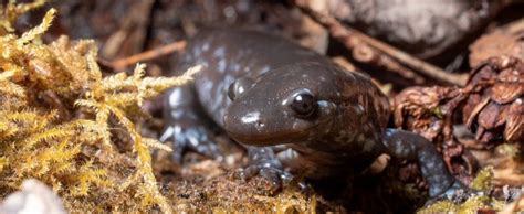 Amphibian Ecology & Identification - DESTINATION CONSERVATION