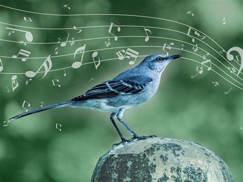 Mockingbird song decoded – BIOENGINEER.ORG