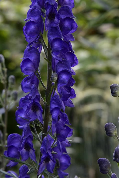 Botanischer Garten Blauer Eisenhut Aconitum Napellus Flickr