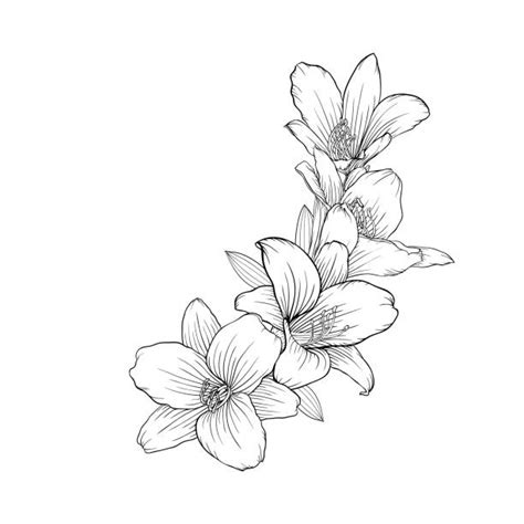 Drawing Of A Lily Flower Outline Illustrations Royalty Free Vector