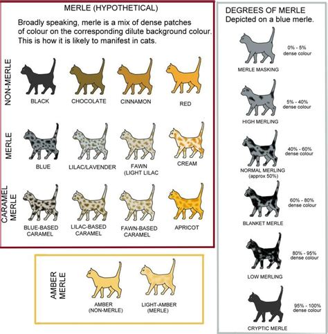 Types of Cat Coats