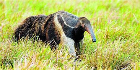 Organizaciones Exigen Justicia Por Muerte De Un Oso Hormiguero