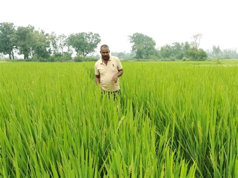 Yield Of Paddy Will Increase Profit Will Also Be Available In Sowing