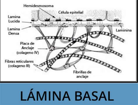 Lamina Basal E Membrana Basal - Lámina basal - EcuRed