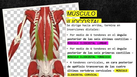 Musculos Propios Del Dorso Y Espalda Pptx