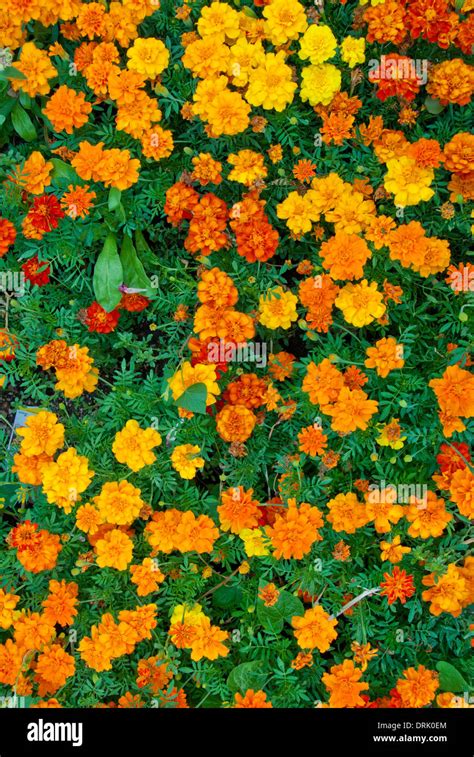 Marigolds Hi Res Stock Photography And Images Alamy