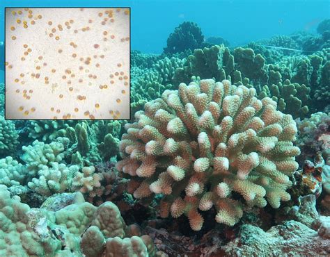 Sex And The Symbiont Can Algae Hookups Help Corals Survive Rice