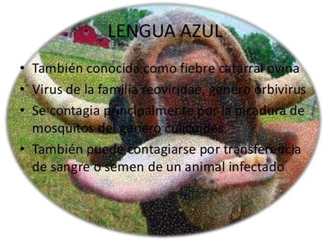 Lengua Azul Virologia