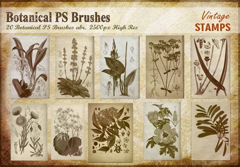 Vintage Botanical PS Brushes Abr Free Photoshop Brushes At Brusheezy