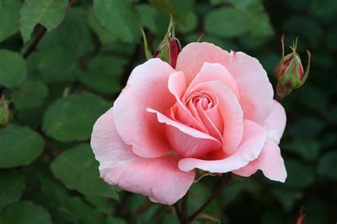 Dancing Queen Climbing Rose 4 Litre Stewarts Garden Centre