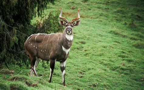 Bale Mountains Animals – Wildlife in Bale Mountains National Park