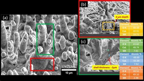 Fib Sem Cross Section Of The D Coral Like Structure And The Eds