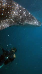 Whale Sharks In El Nido Rare Encounters With Gentle Giants Palawan