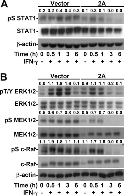 EV71 2A Decreases IFN Induced Serine Phosphorylation Of STAT1 By