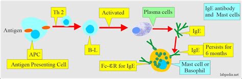 Immunoglobulin E (IgE)