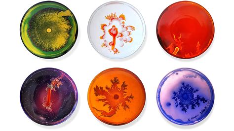 Dont Be Grossed Out The Bacteria On These Petri Dish Plates Is Art