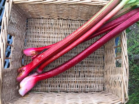 Rhubarb …Our Own…bunch – Cormie Farm Website