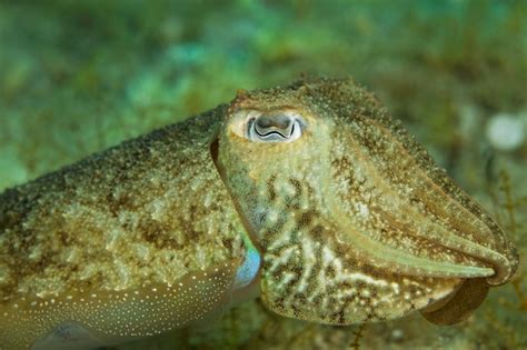 Premium Photo Close Up Of Cuttlefish Swimming In Sea