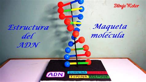 Como Hacer Maqueta Del Adn Paso A Paso Dna Model Youtube