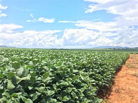 Soja Milho Arroz E Feij O An Lise Paracatu Rural